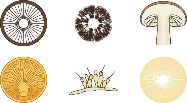 Mushroom Anatomy and Mycology Vector Icon Set Featuring Spore Print Cap Cross Section Gills Basidia Cells and Fungi Structure Diagrams