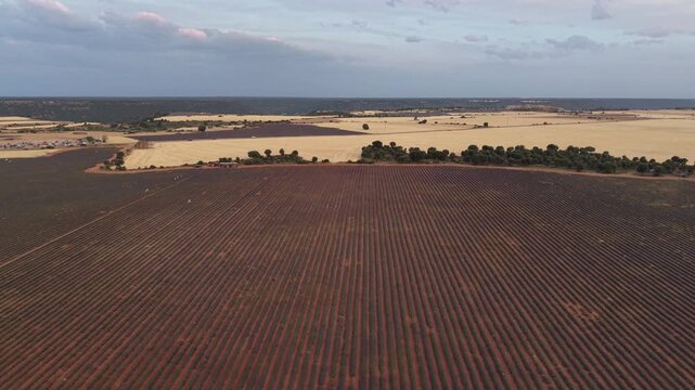 Aerial view of lavender fields in brihuega, spain