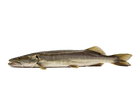 Side view of a long predatory fish with detailed scales isolated on black background