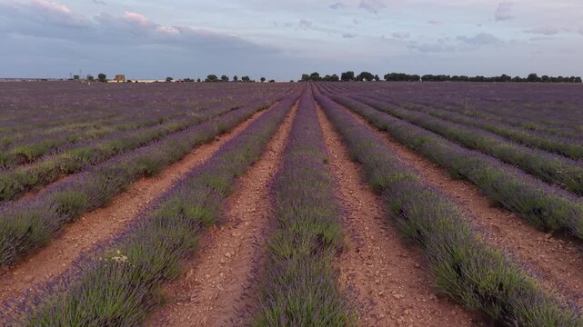 Beautiful lavender field rows in brihuega at sunset
