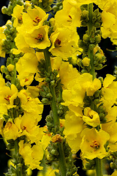Verbascum thapsus plant with yellow flowers blooming