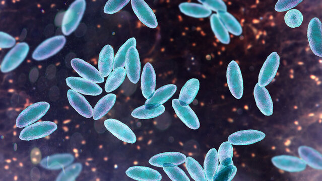 Brucella species, 3D illustration showing small Gram-negative intracellular coccobacilli, causative agents of brucellosis in humans and animals.