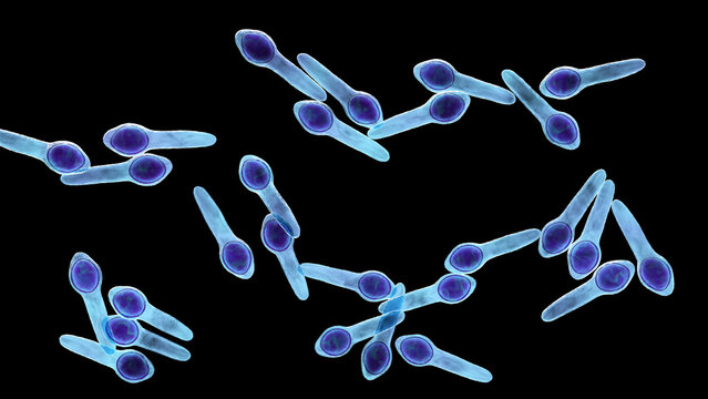 Clostridium botulinum bacterium, 3D illustration showing rod-shaped anaerobic bacteria with terminal endospores giving a drumstick appearance, isolated on neutral background.