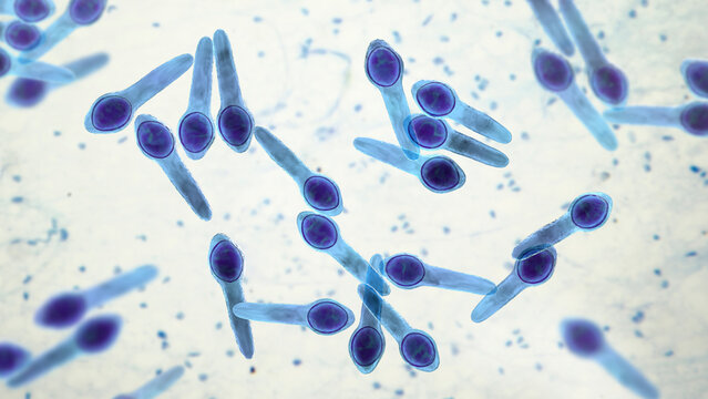 Clostridium botulinum bacterium, 3D illustration showing rod-shaped anaerobic bacteria with terminal endospores giving a drumstick appearance, isolated on neutral background.