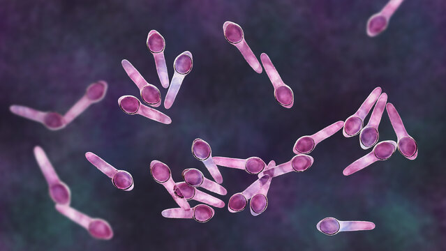 Clostridium botulinum bacterium, 3D illustration showing rod-shaped anaerobic bacteria with terminal endospores giving a drumstick appearance, isolated on neutral background.