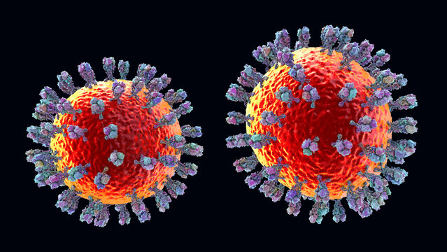 Junin virus particle, 3D illustration showing enveloped arenavirus with granular ribonucleoprotein structure, causative agent of Argentine hemorrhagic fever.