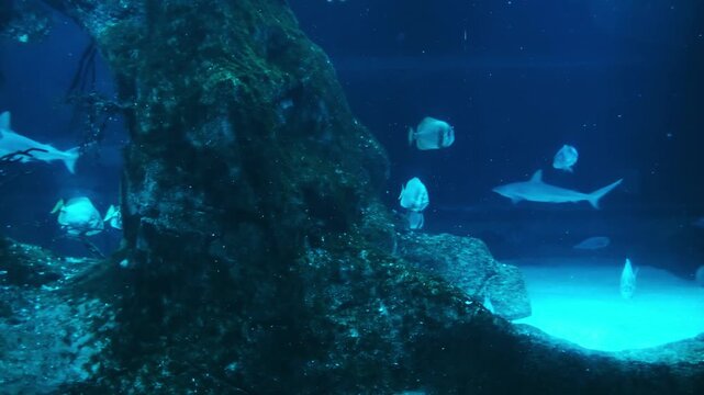 Bull Shark, Close-up of a bull shark (Carcharhinus leucas) swimming through deep blue aquarium water. Powerful marine predator captured in motion with detailed body shape and natural underwater lighti