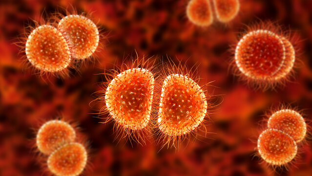 Neisseria bacteria, 3D illustration showing Gram-negative diplococci associated with meningococcal disease and gonorrhoea in humans.