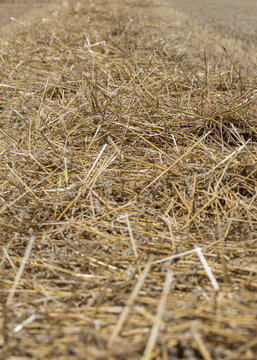 a close-up macro view of dry harvested wheat straw arranged in a windrow in a farm field, featuring a shallow depth of field and natural outdoor lighting.