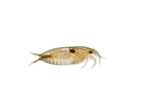 Side view of a transparent marine amphipod crustacean isolated on a dark black background