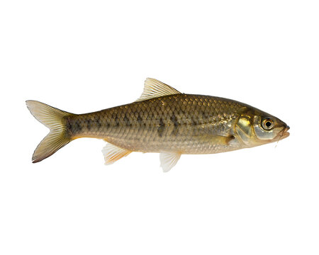Full length profile of a golden silver fish with detailed scales isolated on black background