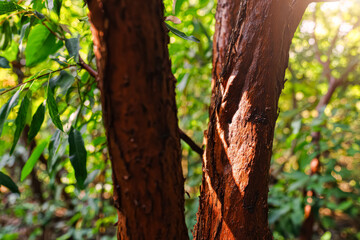 Obraz premium Cinnamon Tree Trunk in Sunlit Forest Close Up