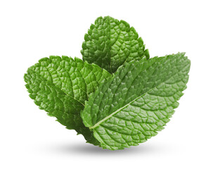 Mint leaves on white background. Aromatic herb © New Africa
