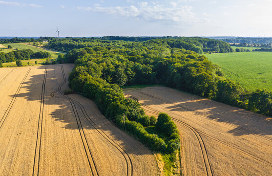 Aerial view of golden wheat fields with tire tracks and a dense forest patch under a clear sky in Lublewo Leborskie, Pomeranian Voivodeship, Poland.