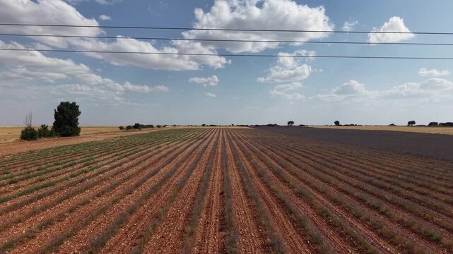 Drone flying low over rows of lavender fields in spain