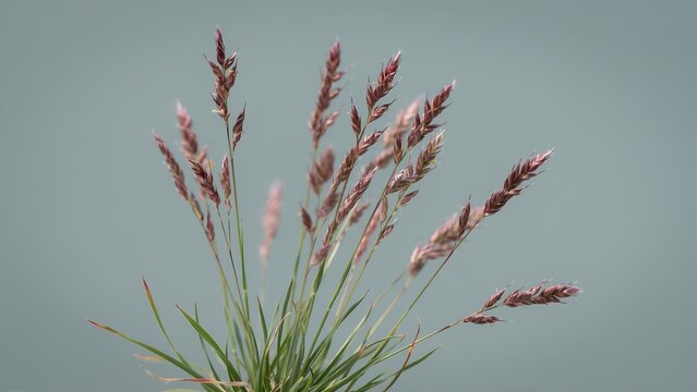 Beautiful Purple Grass Flower Blossoms Against Soft Sky Background