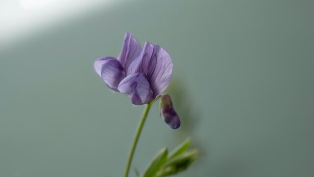 Beautiful Purple Flower Blooming Against Soft Light Green Background