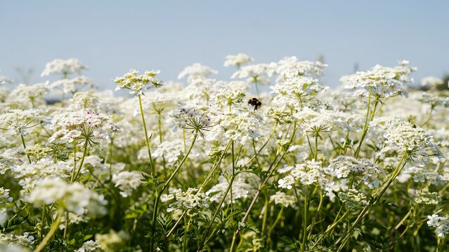 Beautiful Wildflower Meadow With Bee Visiting Delicate White Blooms