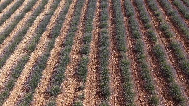 Aerial view flying over lavender field in brihuega