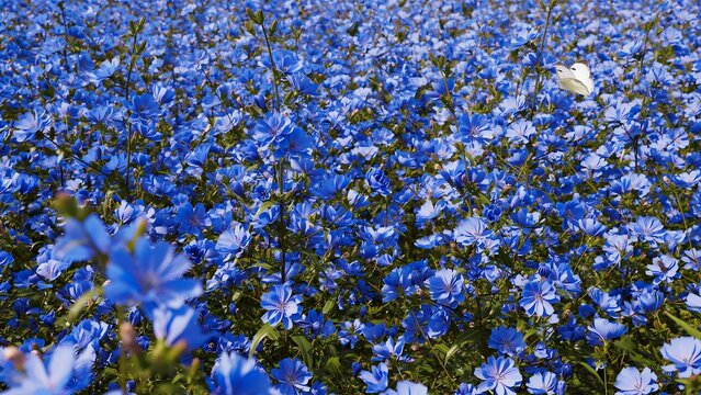 Beautiful Blue Flower Field With Butterflies Flying Among Blooms