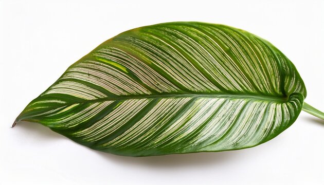 Epipremnum Pinnatum Variegata Leaf Isolated On White Background Tropical Leaves Isolated On White Background Beautiful Tropical Exotic Foliage Variegata Leaf
