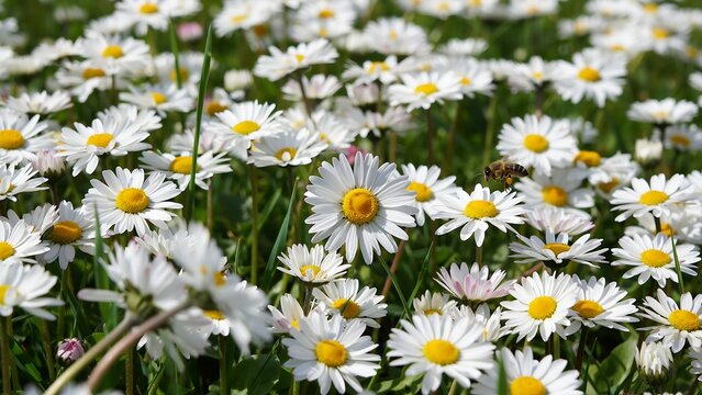 Beautiful Daisy Flowers Blooming in Sunny Meadow Field