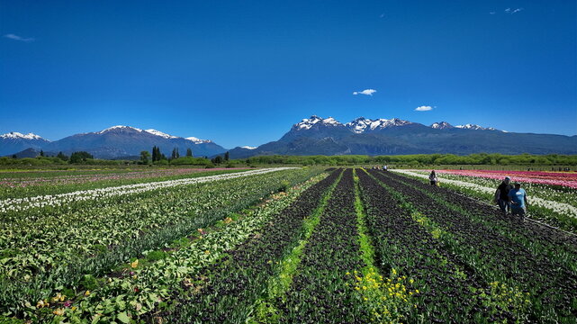 Aerial view of the vibrant tulip fields at Campo de Tulipan in Trevelin with snow-capped mountains in the background and people walking through the rows in Trevelin, Chubut, Argentina.