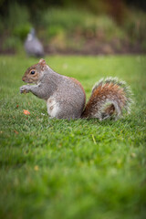 Naklejka premium Vertical Side Portrait of Eastern Gray Squirrel Holding Nut in Park in United Kingdom. Shallow Depth of Field of Furry Rodent in Green Environment.