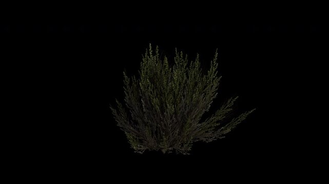 Great Basin Sagebrush Plant Swaying in Wind Loop Animation with Alpha Channel. Wind Blows The Shrub Plant Artemisia Tridentata. Shrub Plant Leaves Swaying. Animated Hedge Branches Moving in Breeze.
