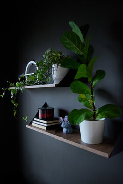 Modern wall shelves displaying potted houseplants, books, and decorative objects
