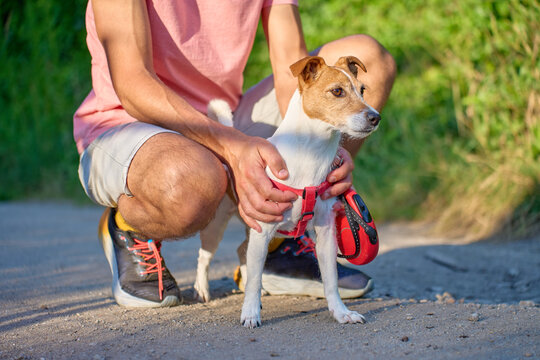 Man crouches beside a small terrier and holds its harness on an outdoor path