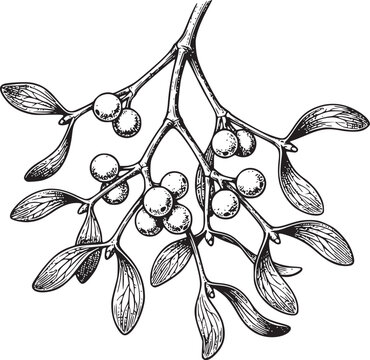 Elegant mistletoe sprig with white berries and delicate leaves, vintage hand drawn botanical illustration, traditional holiday symbol, isolated on transparent background, for festive winter decor.