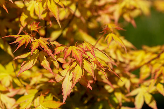 Yellow-orange branches of a Japanese maple, illuminated by the sun.