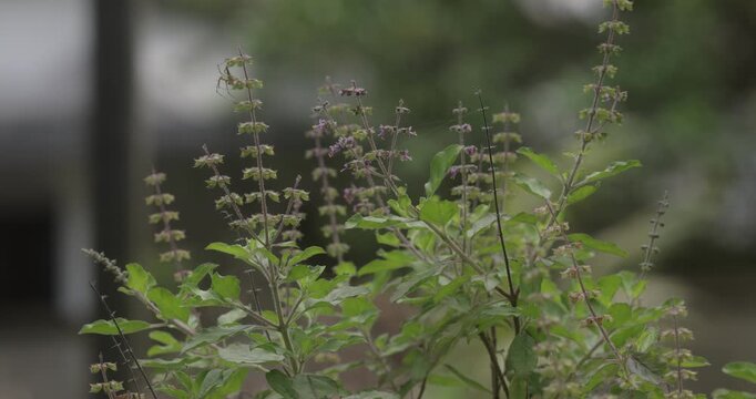 Close up of fresh holy basil tulsi plant leaves growing outdoors