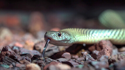 Fototapeta premium King Brown Snake Flicking Tongue on Rocky Ground, Western Australia