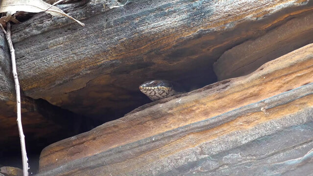 Goldfields Crevice Skink Peering from Rock Crevice in Western Australian Bushland