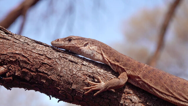 Sand Goanna Basking on Tree Branch in Australian Outback Scrubland, Western Australia