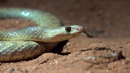 Obraz premium Western Brown Snake Close-Up Portrait on Red Sandy Soil, Western Australia