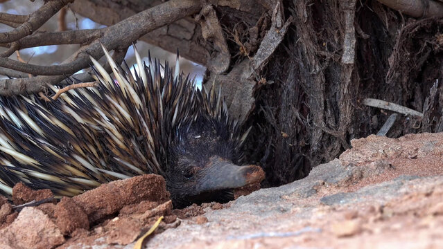 Short-beaked Echidna Foraging at Base of Tree Root in Australian Outback Scrubland