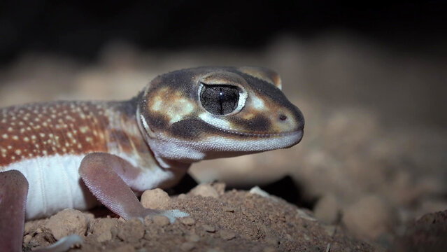 Smooth Knob-tail Gecko Close-up Portrait on Sandy Desert Ground, Western Australia