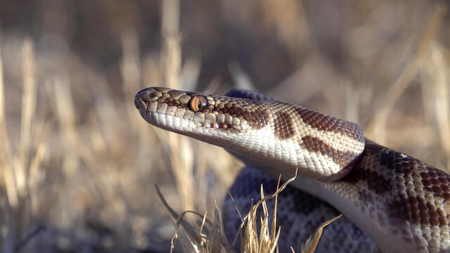 Stimson's Python Close-Up Portrait Raising Head Among Dry Grass, Western Australia