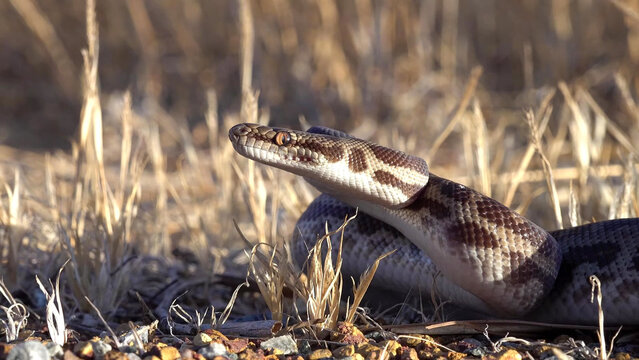 Stimson's Python Raising Head Alert on Rocky Arid Ground, Western Australia