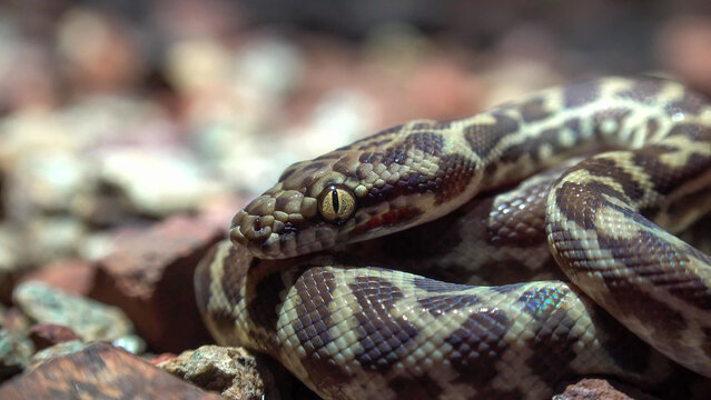 Stimson's Python Resting Coiled on Rocky Ground, Western Australia