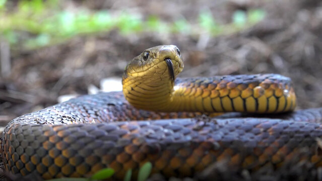 Tiger Snake Coiled and Alert with Tongue Flicking in Western Australian Bush Habitat