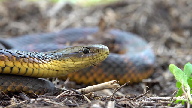 Tiger Snake Close-Up Portrait on Forest Floor, Western Australia