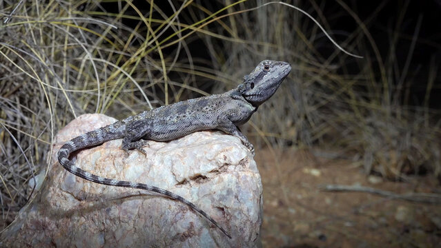 Western Bearded Dragon Perching on Rock in Australian Outback Scrubland