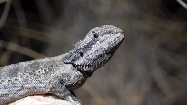 Western Bearded Dragon Close-Up Portrait on Rock in Australian Outback Scrubland