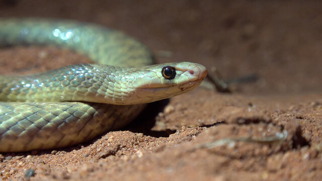 Western Brown Snake Close-Up Portrait on Red Sandy Soil, Western Australia