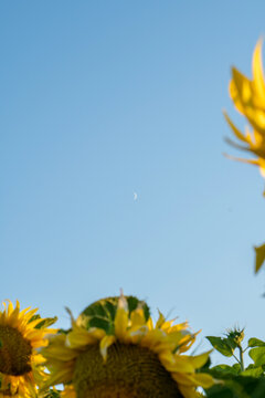 Blooming sunflowers against a clear blue sky with a crescent moon visible.