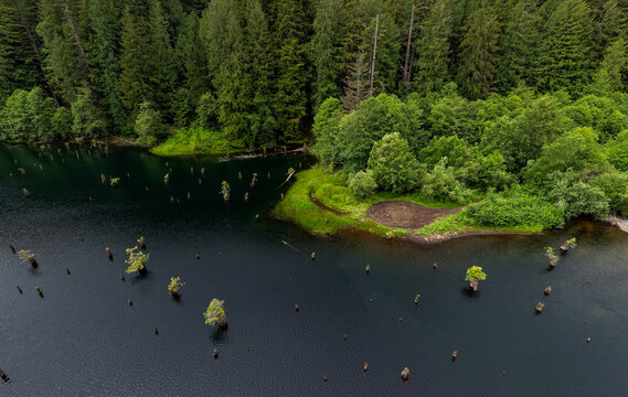 Aerial View of Forested Lake Shore With Tree Stumps and Green Island in Chilliwack, British Columbia, Canada